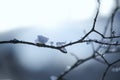 Ice on the bare tree branch outdoors. Royalty Free Stock Photo