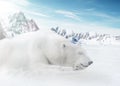 Ice Bear Royalty Free Stock Photo