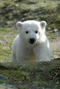 Ice bear Knut Royalty Free Stock Photo