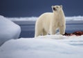 Ice Bear Royalty Free Stock Photo