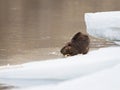 Ice beaver