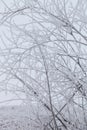 Ice on a branches. Russian provincial natural landscape in gloomy weather