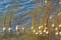 Ice on Cattails Closeup