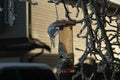 Ice coated bird feeder and branches