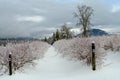 An ice coated blueberry field after an ice storm in the Fraser V Royalty Free Stock Photo