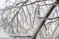 ice coated branches along Lake Michigan shore in extreme sub zero temperatures Royalty Free Stock Photo