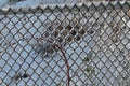 Ice coated chain link fence