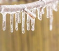 Ice coated tree branch after an ice storm.