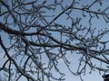 Ice Coated Tree Branches