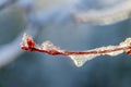 Ice Coated Tree Buds in Spring Thaw Royalty Free Stock Photo