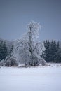 Ice Coated Tree After An Ontario Freezing Rain Storm Royalty Free Stock Photo