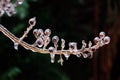 Ice coating on branch Royalty Free Stock Photo