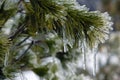 Ice Coating on Pine Tree