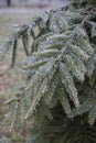 Ice Coating on Pine Tree Royalty Free Stock Photo