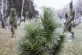 Ice Coating on Pine Tree Royalty Free Stock Photo