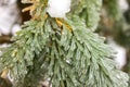 Ice Coating on Pine Tree Royalty Free Stock Photo