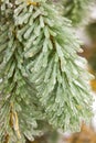 Ice Coating on Pine Tree Royalty Free Stock Photo