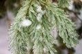 Ice Coating on Pine Tree Royalty Free Stock Photo
