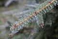 Ice Coating on Pine Tree Royalty Free Stock Photo