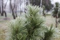 Ice Coating on Pine Tree Royalty Free Stock Photo