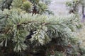 Ice Coating on Pine Tree Royalty Free Stock Photo