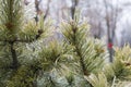 Ice Coating on Pine Tree Royalty Free Stock Photo