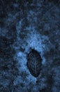 Ice cold leaf Royalty Free Stock Photo