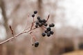 Ice cover branch with frozen berries