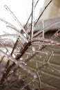 Ice cover Red frozen branch