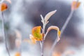 Ice-covered branch of an apple tree with dry leaves, icing of trees in the garden in winter Royalty Free Stock Photo