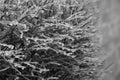 Ice Covered Branches After Ice Storm, Black and White Royalty Free Stock Photo