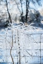 Ice Covered Branches Tangled In Wire Fence Royalty Free Stock Photo