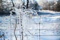 Ice Covered Branches In Wire Fence Royalty Free Stock Photo
