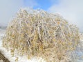 Ice Covered Bush with Colourful Autumn Leaves Royalty Free Stock Photo