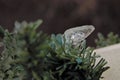 Ice covered Christmas lights on green garland