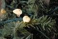 Ice covered Christmas lights on green garland