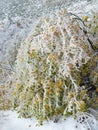 Ice Covered Colourful Autumn Leaves Royalty Free Stock Photo