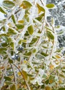 Ice Covered Colourful Autumn Leaves Royalty Free Stock Photo