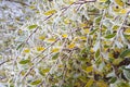 Ice Covered Colourful Autumn Leaves Royalty Free Stock Photo
