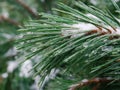 Ice covered pine branches in winter. Blurred fir tree branches covered with snow. Winter snowy pine tree Christmas scene Royalty Free Stock Photo