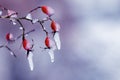 Ice-covered red rosehip berries on a bush on a blurred background. Icicles in winter Royalty Free Stock Photo