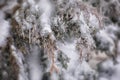 Ice covered tree branch after an ice storm Royalty Free Stock Photo