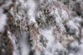 Ice covered tree branch after an ice storm