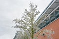 Ice covered tree and office building on overcast sky background Royalty Free Stock Photo