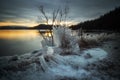 Ice covered tree and shore of Jonsvatnet lake in Norway