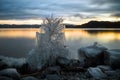 Ice covered tree and shore of Jonsvatnet lake in Norway Royalty Free Stock Photo