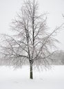 An ice covered tree