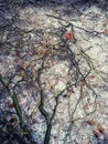 Ice-covered weeping tree branches