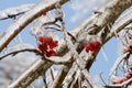 Ice covering the berries and branches of the Mountain Ash tree, Sorbus Aucuparia, detail.