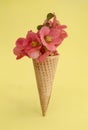 Ice cream cone with pink wild cherry flowers, isolated on yellow background Royalty Free Stock Photo